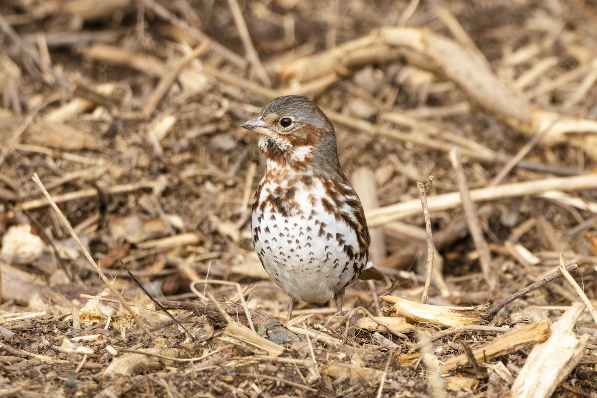 Fox Sparrow - ML631768699