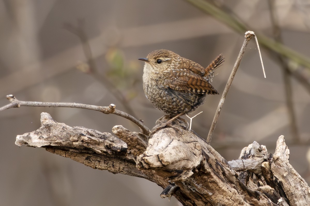 Winter Wren - ML631768705