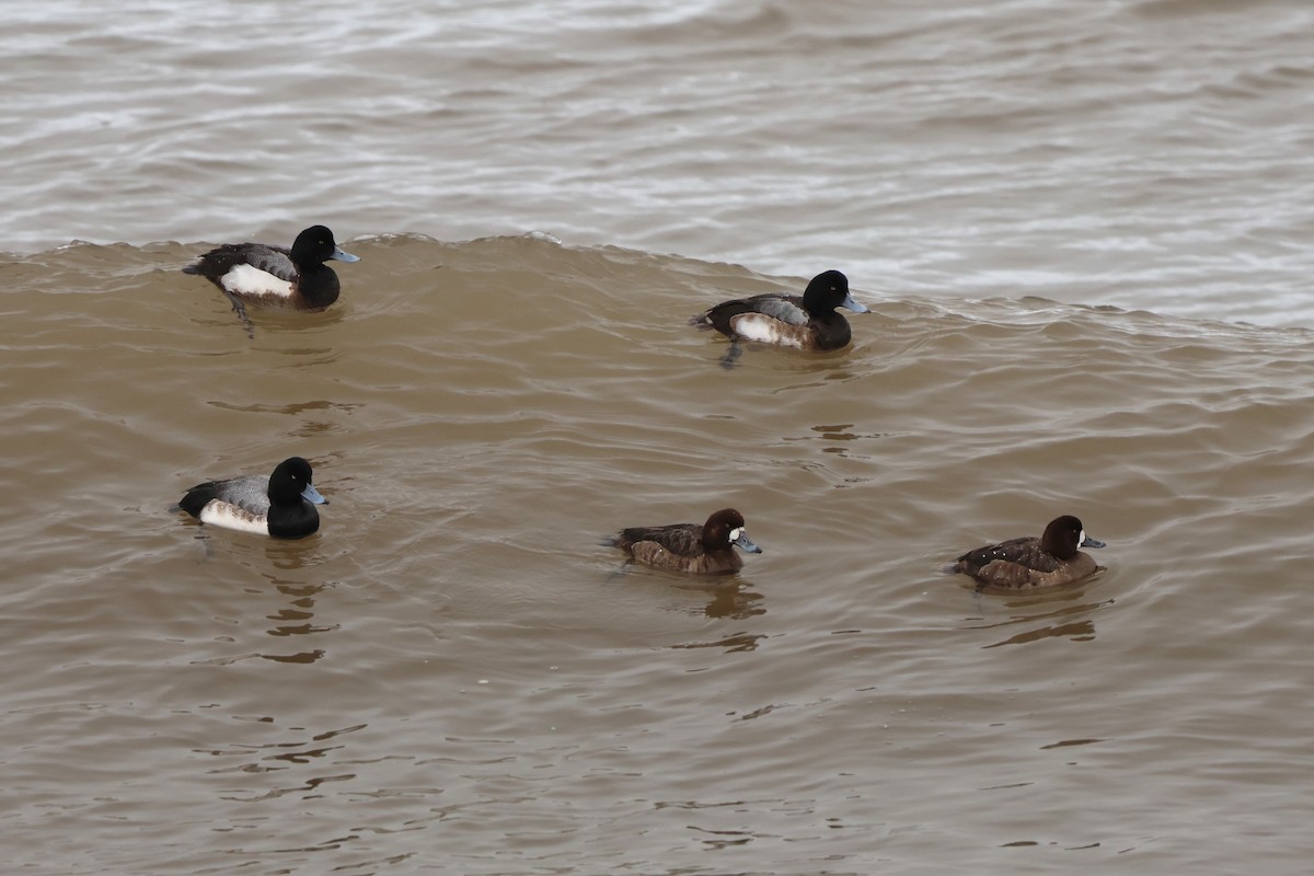 Greater Scaup - ML631768811