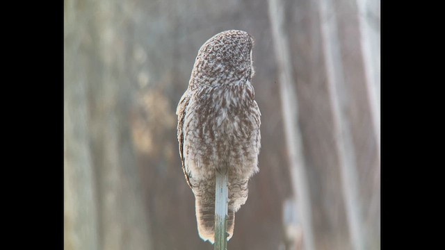 Great Gray Owl - ML631768856