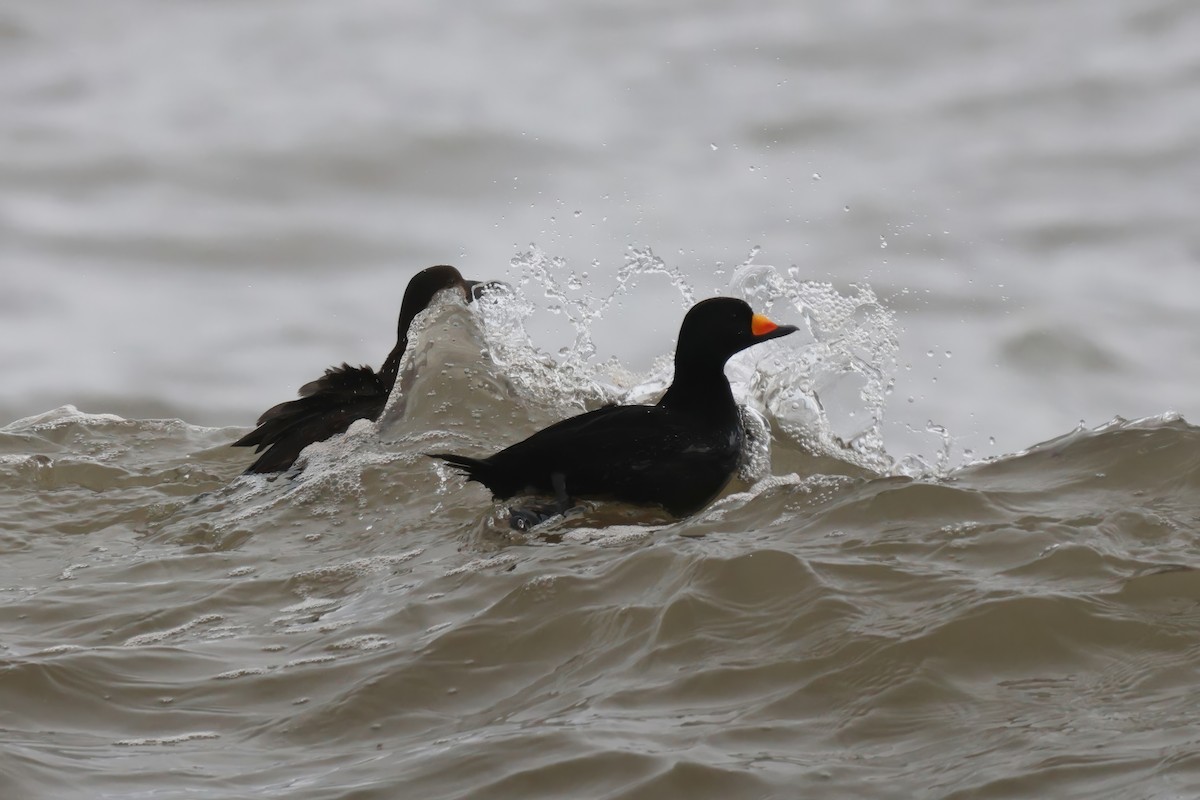 Black Scoter - ML631768975
