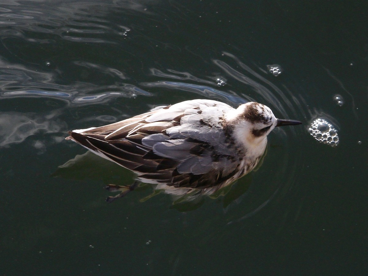 Phalarope à bec large - ML631769005