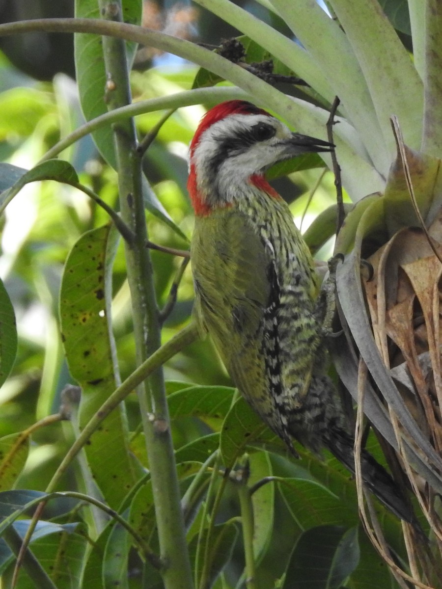 Cuban Green Woodpecker - ML631769070