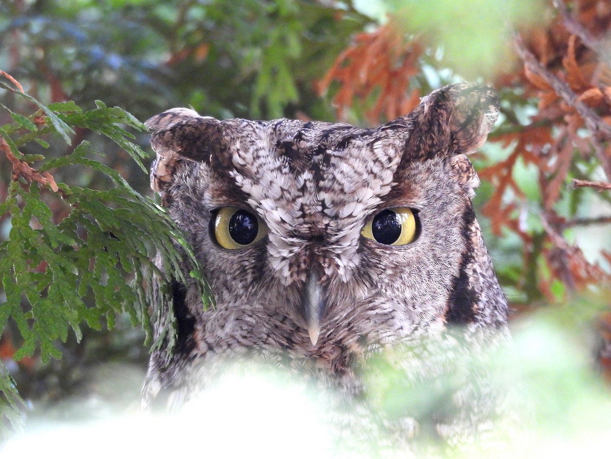Western Screech-Owl - ML631769158