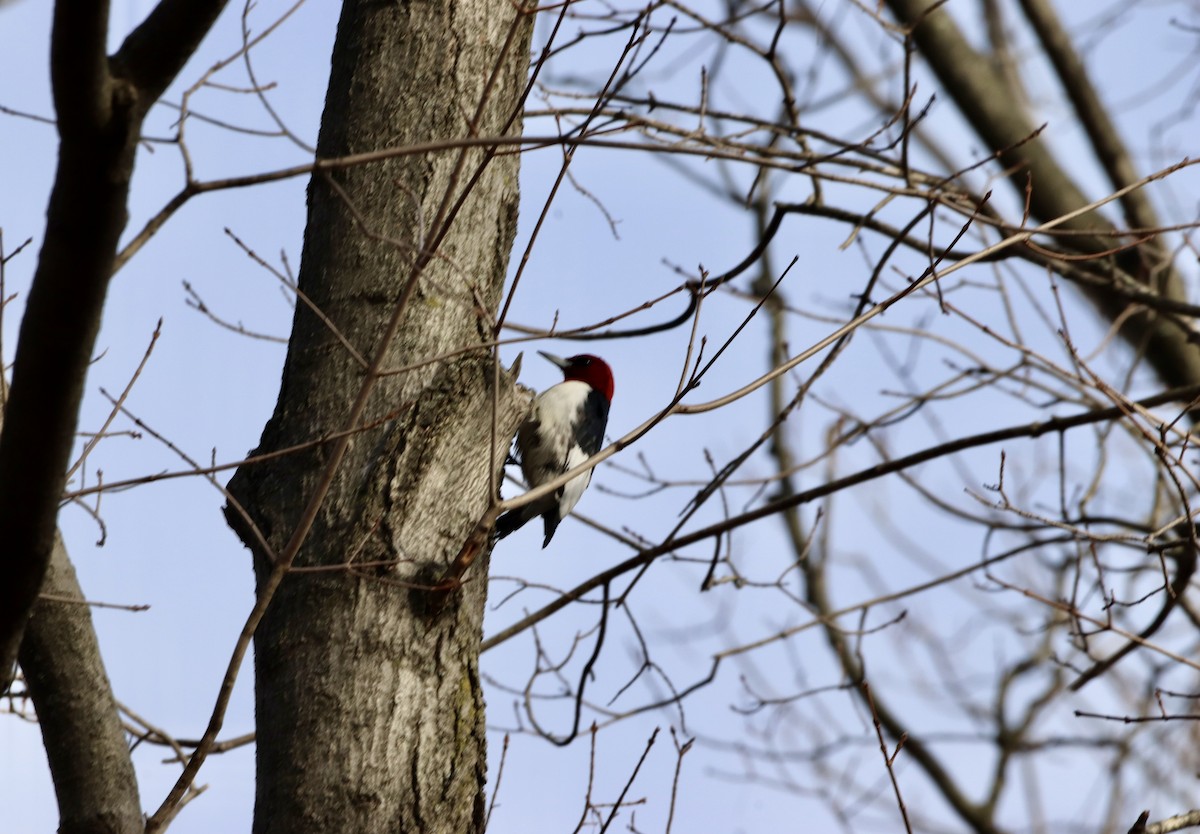 Red-headed Woodpecker - ML631769185