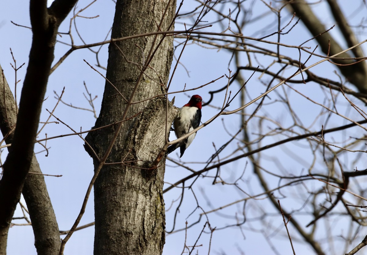 Red-headed Woodpecker - ML631769186