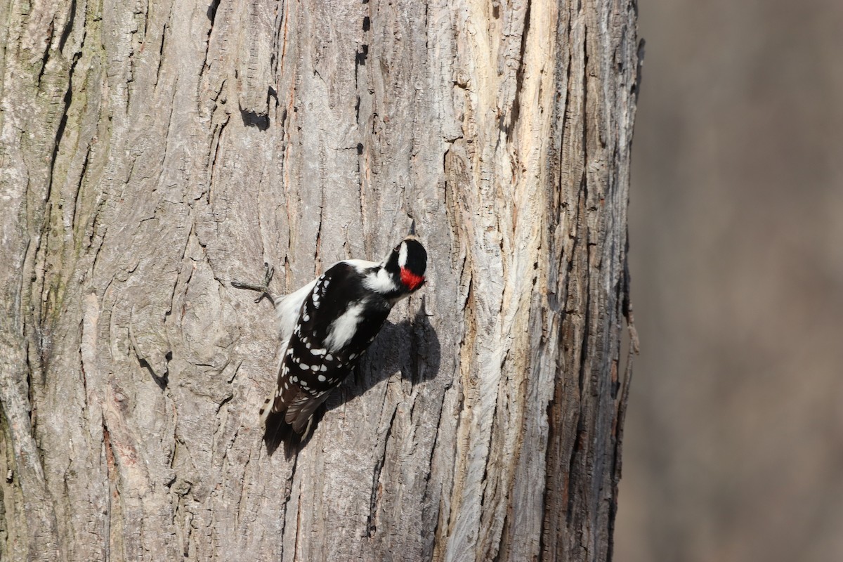 Downy Woodpecker - ML631769202