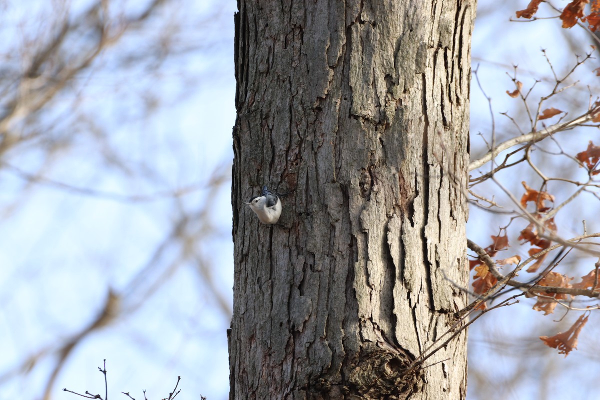 White-breasted Nuthatch - ML631769225
