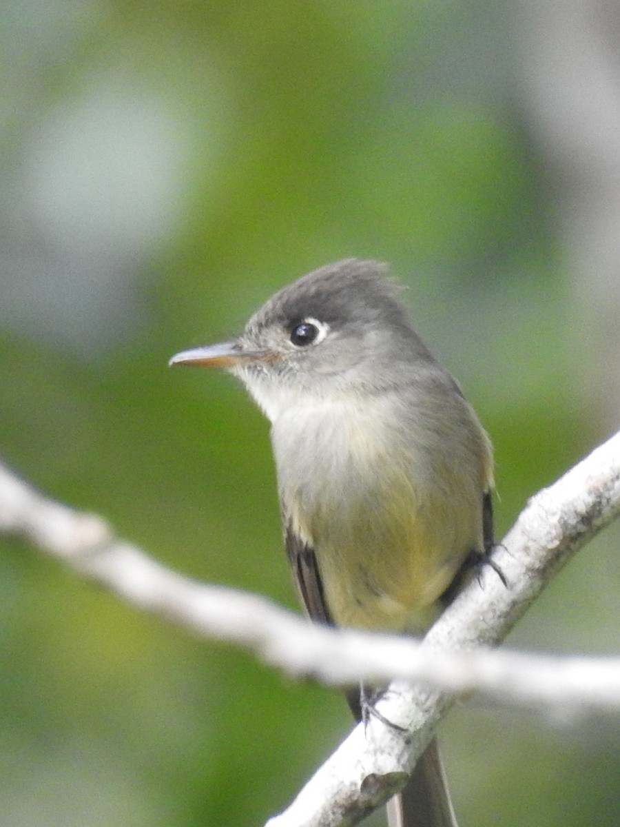Cuban Pewee - ML631769227