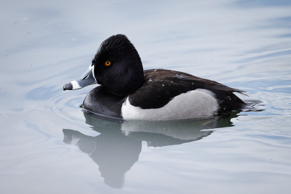 Ring-necked Duck - ML631769253