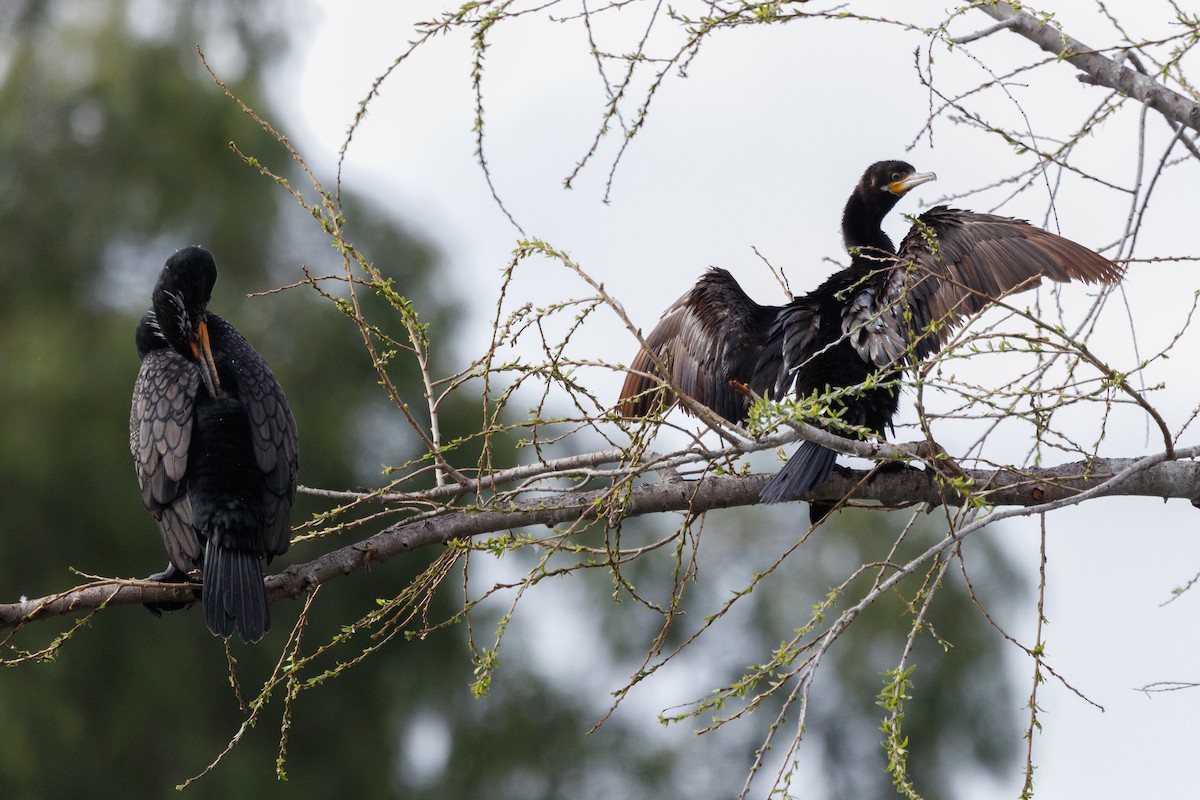 Neotropic Cormorant - ML631769266