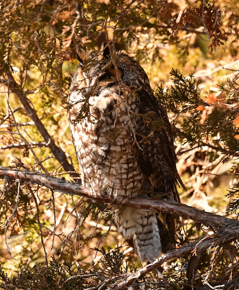 Long-eared Owl - ML631769269