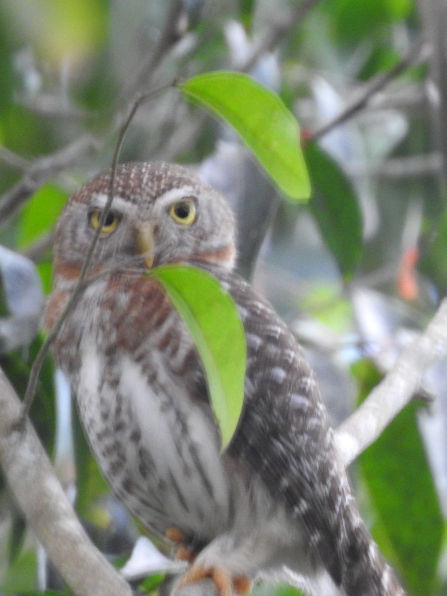 Cuban Pygmy-Owl - ML631769276