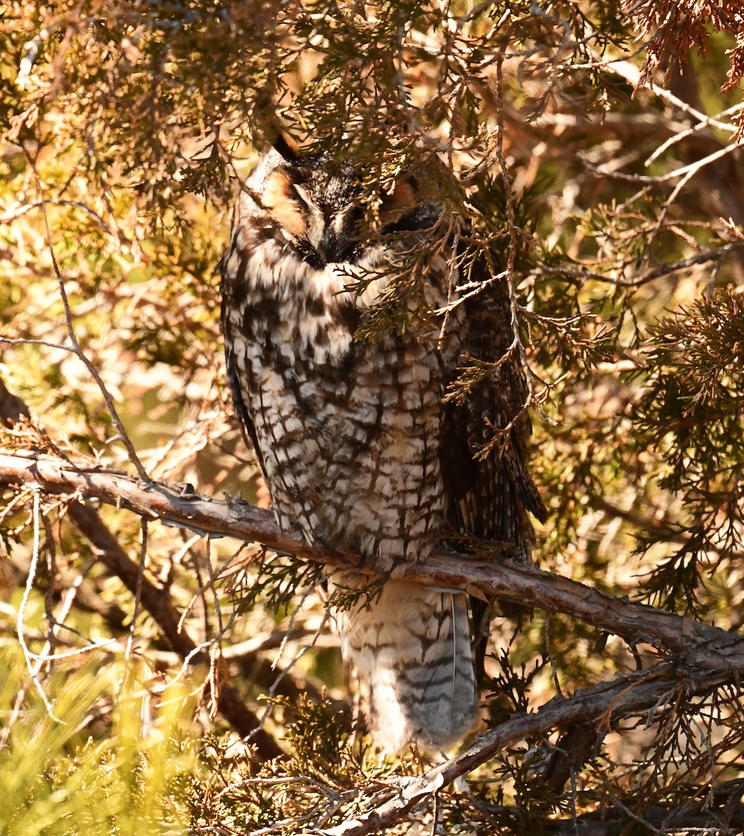 Long-eared Owl - ML631769277