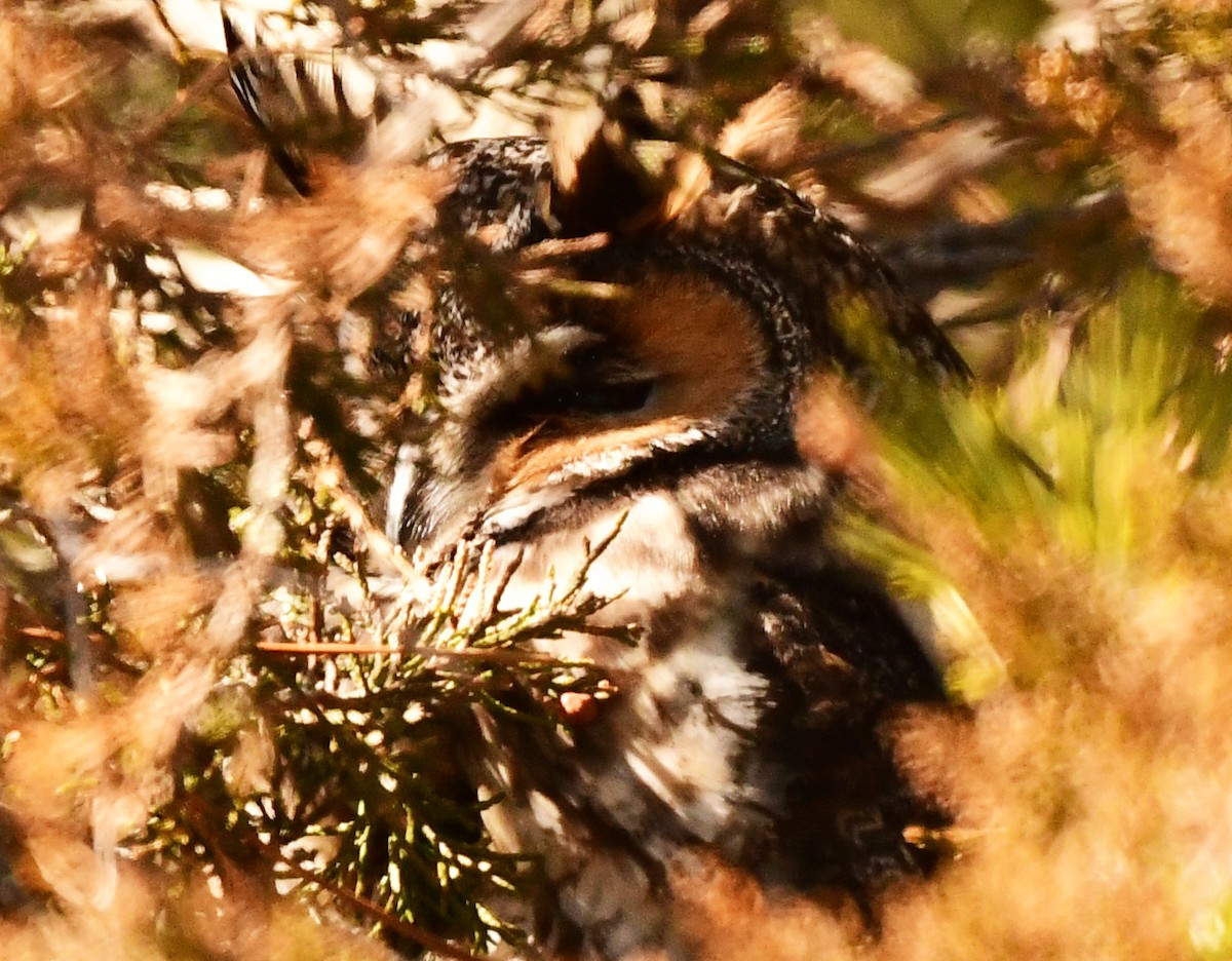 Long-eared Owl - ML631769281