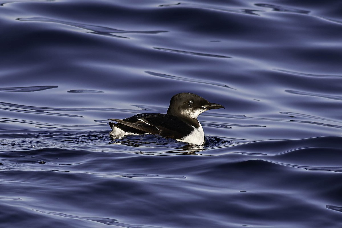 Dickschnabellumme - ML631769454