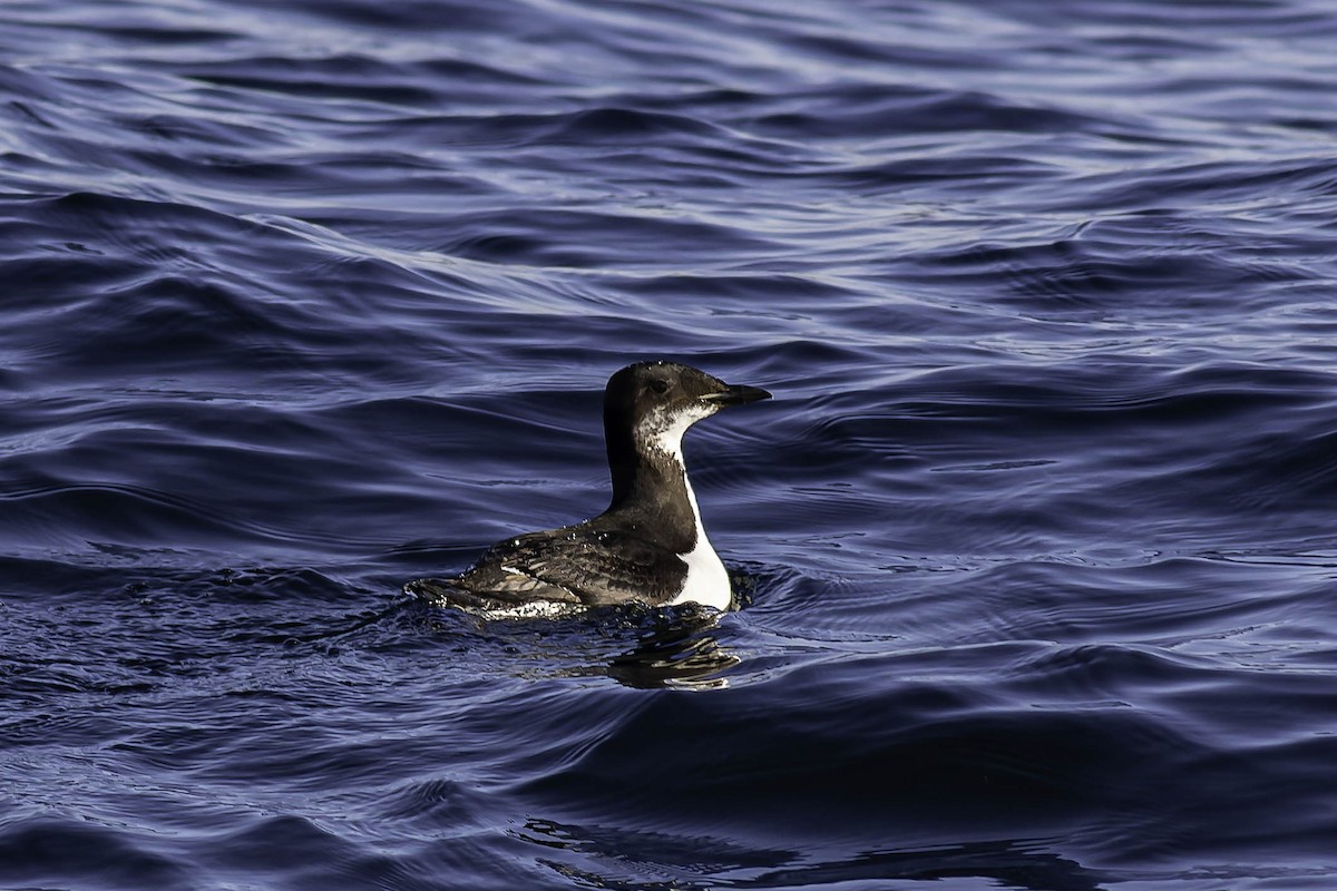 Dickschnabellumme - ML631769464