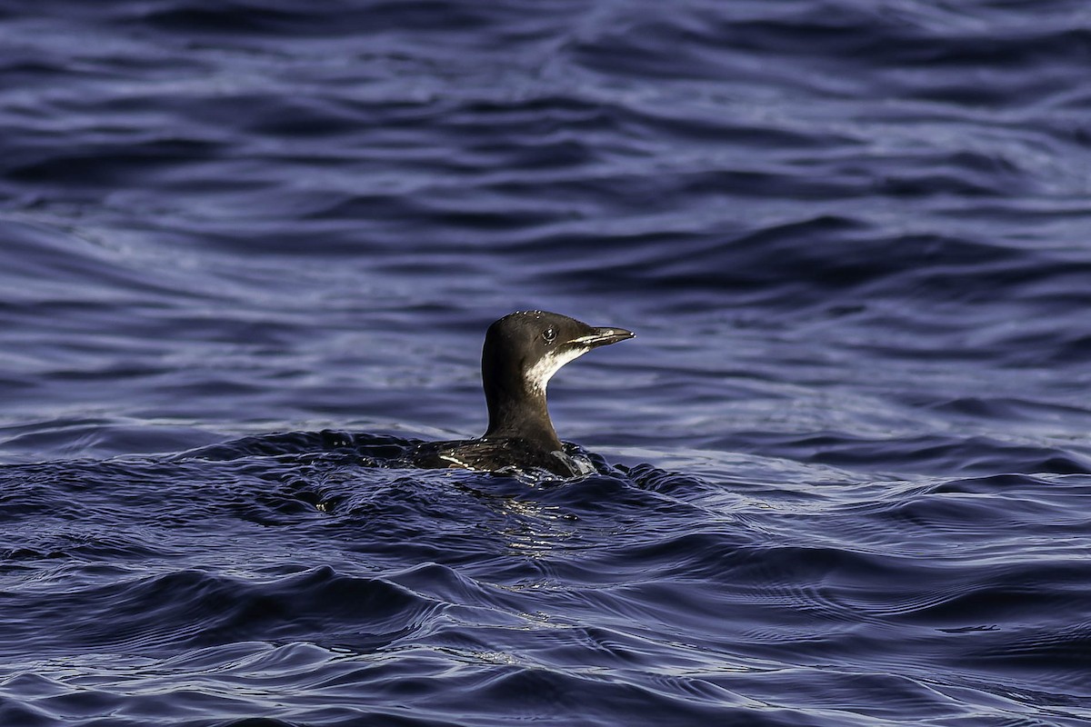 Dickschnabellumme - ML631769490