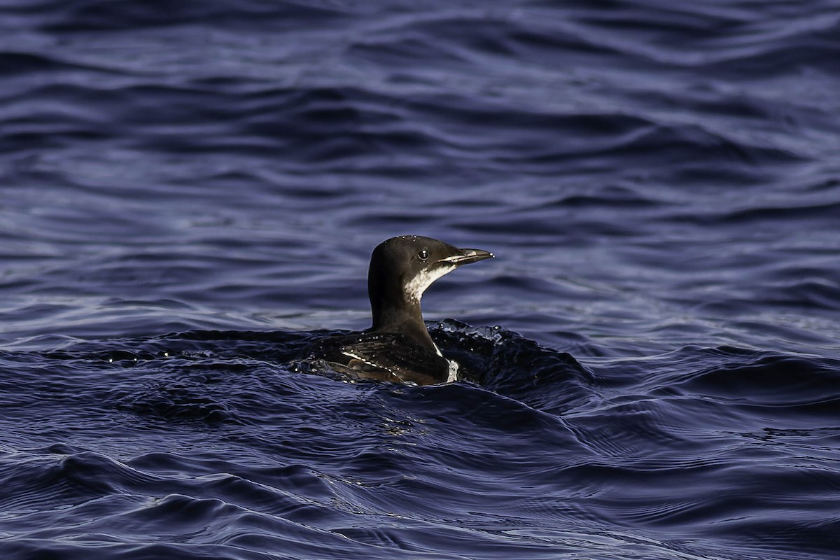 Dickschnabellumme - ML631769493