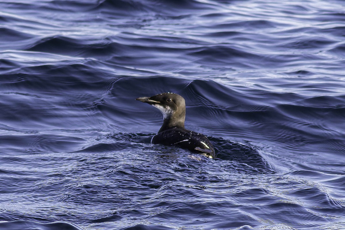 Dickschnabellumme - ML631769498