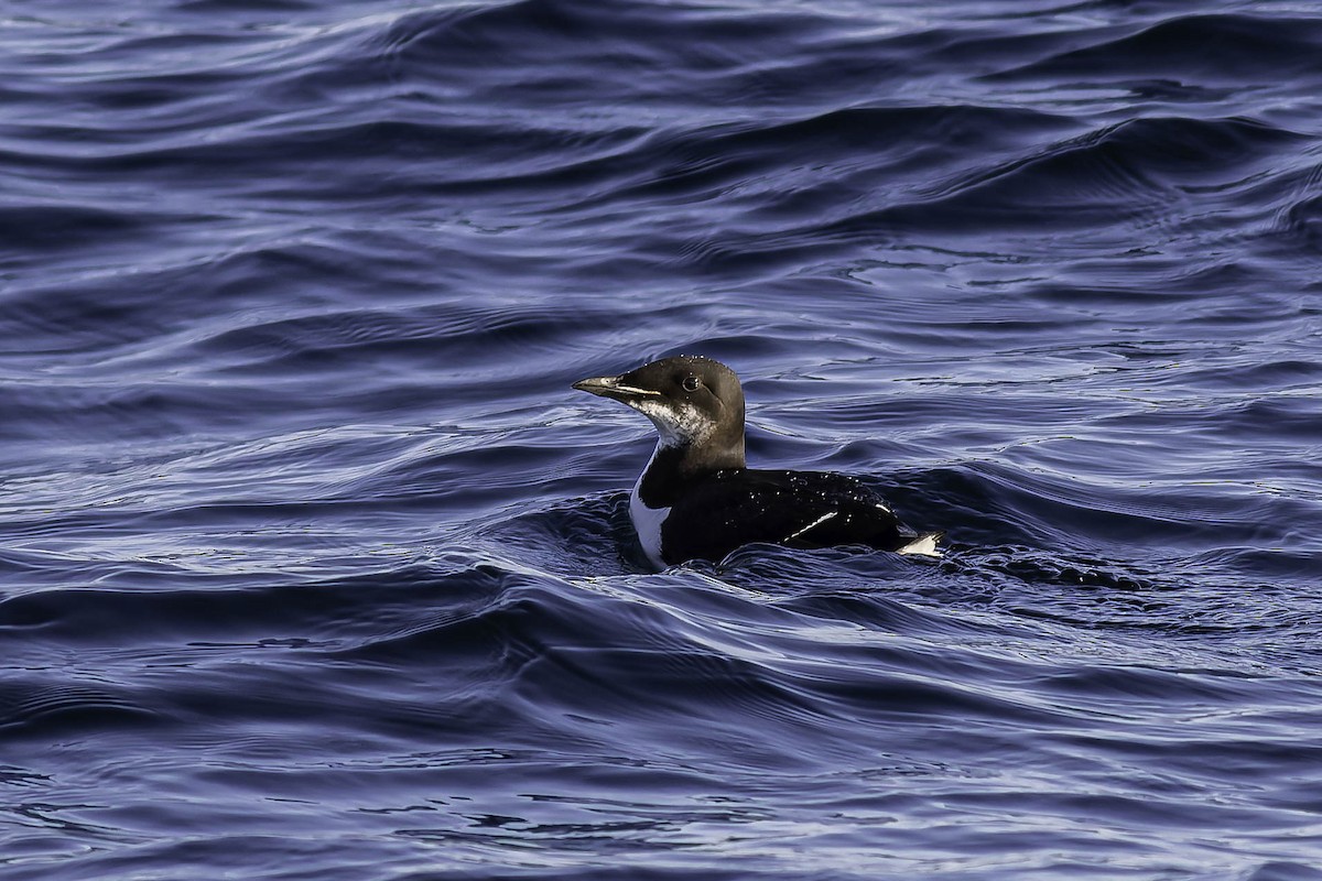 Dickschnabellumme - ML631769515