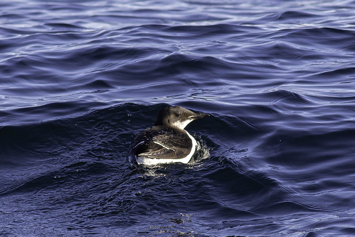 Dickschnabellumme - ML631769532