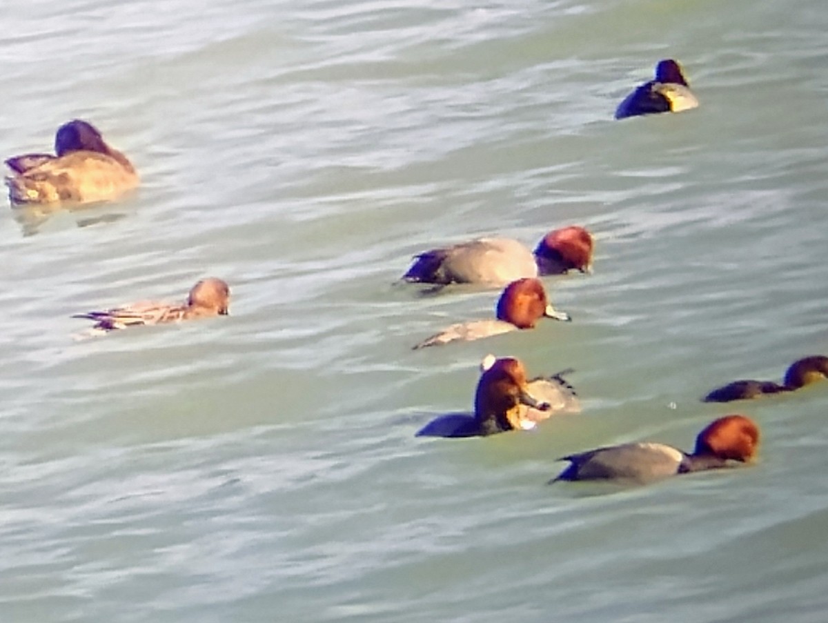 Fischione - ML631769577