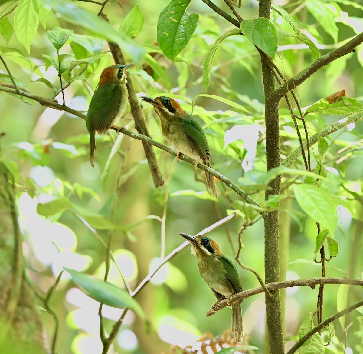 Tody Motmot - ML631769664