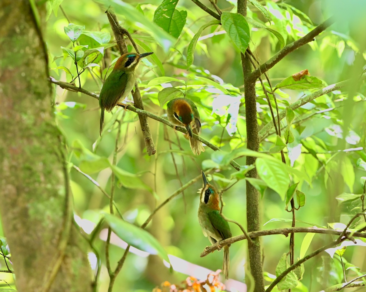 Tody Motmot - ML631769667