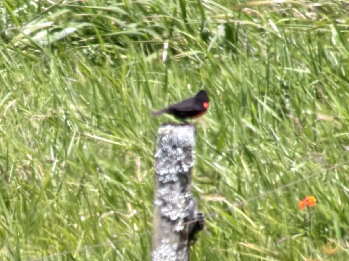 Red-breasted Meadowlark - ML631769747
