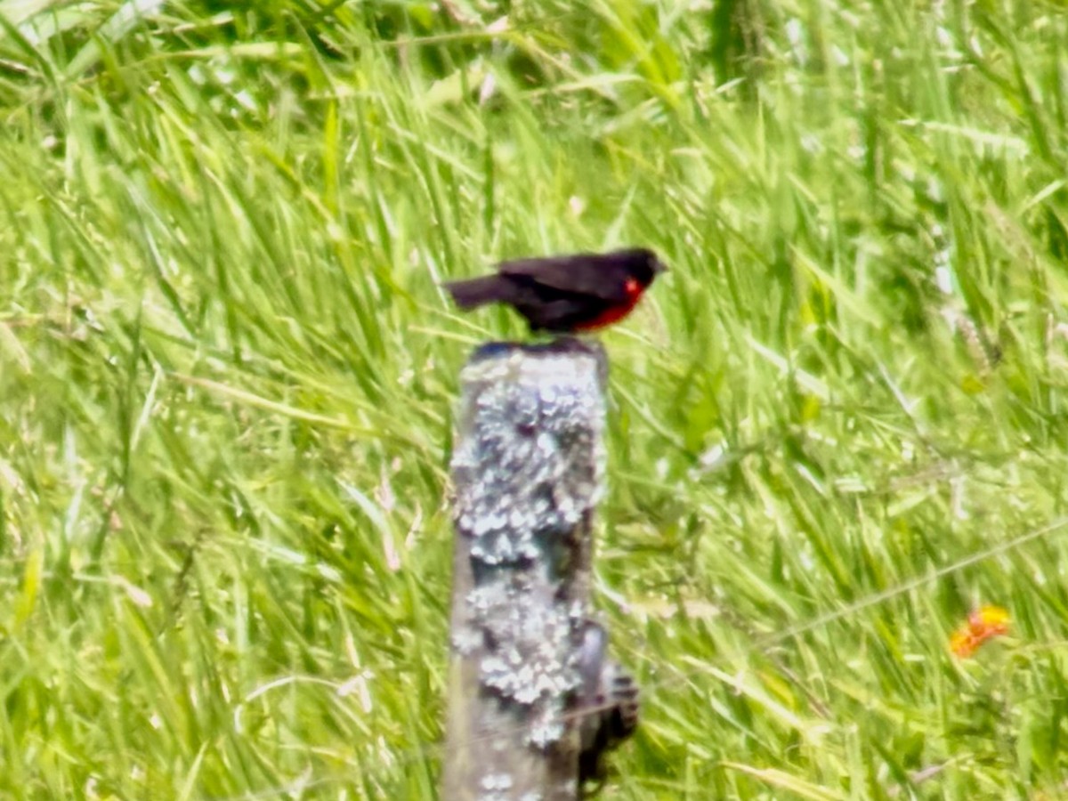 Red-breasted Meadowlark - ML631769748