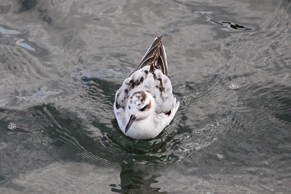 Phalarope à bec large - ML631769780