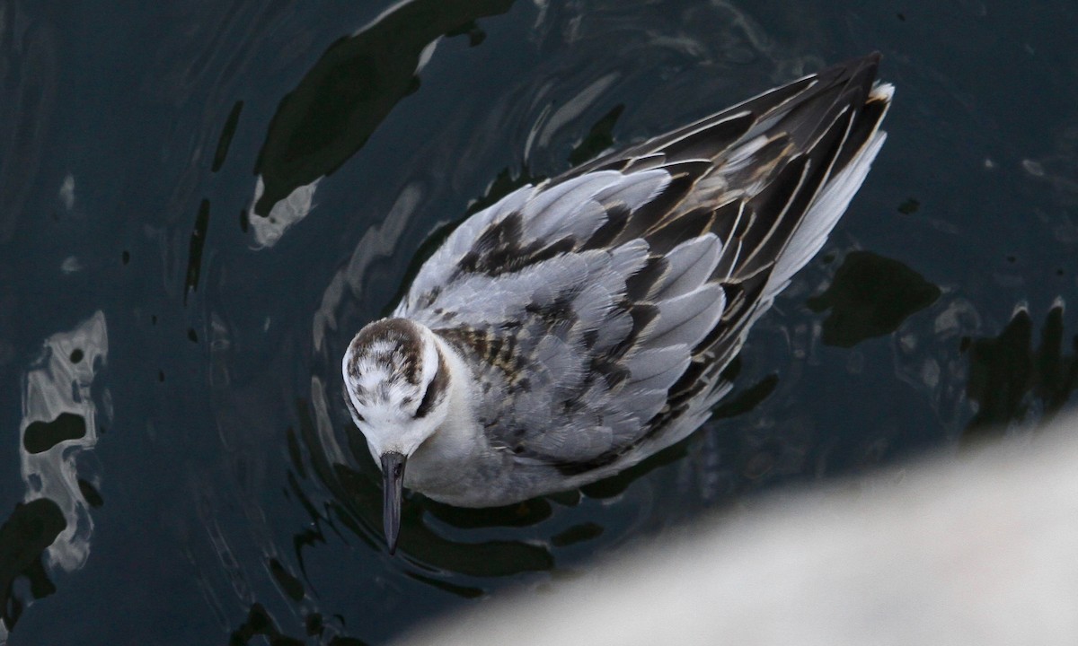 Phalarope à bec large - ML631769782