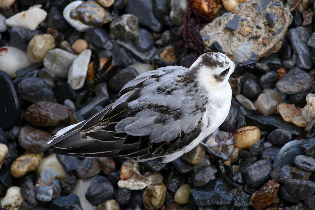 Phalarope à bec large - ML631769785