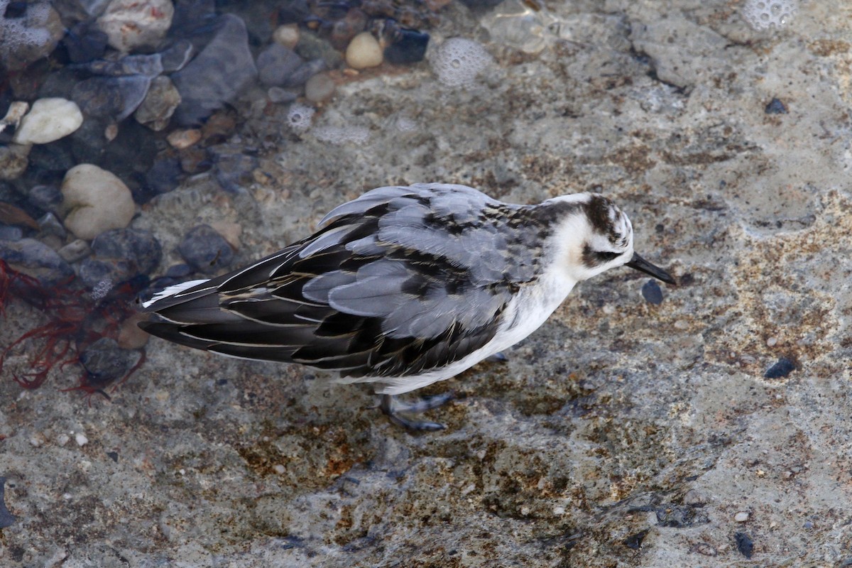 Phalarope à bec large - ML631769786