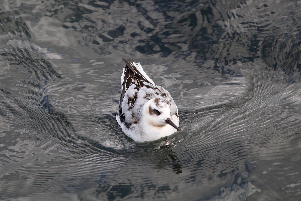Phalarope à bec large - ML631769787