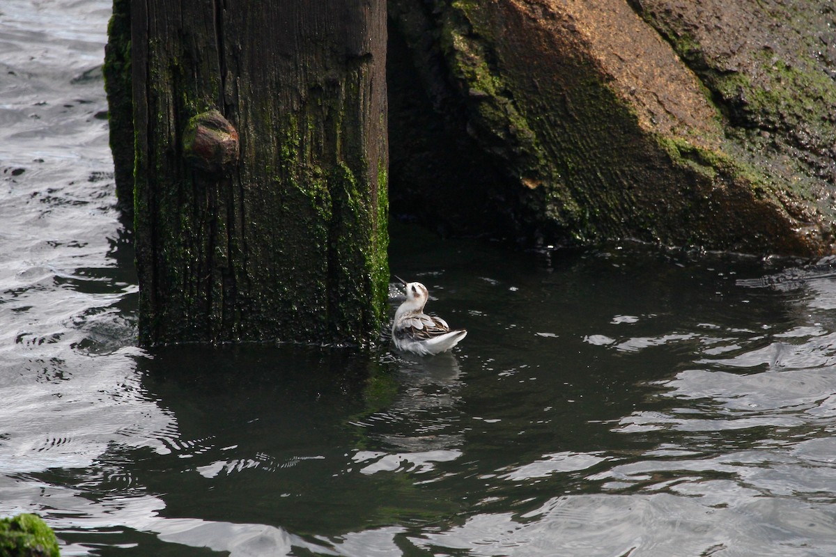 Phalarope à bec large - ML631769791