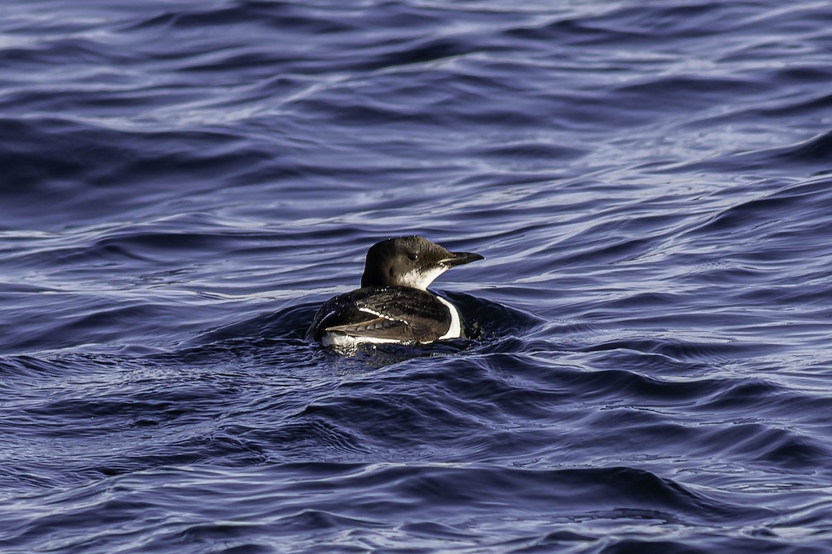 Dickschnabellumme - ML631769808