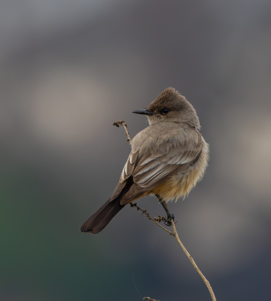 Say's Phoebe - ML631769853