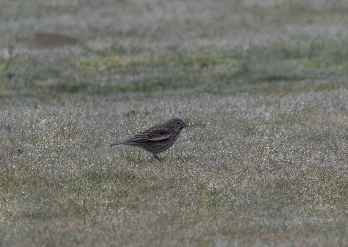 Lark Bunting - ML631769862