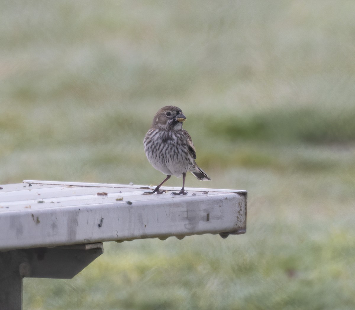 Lark Bunting - ML631769863