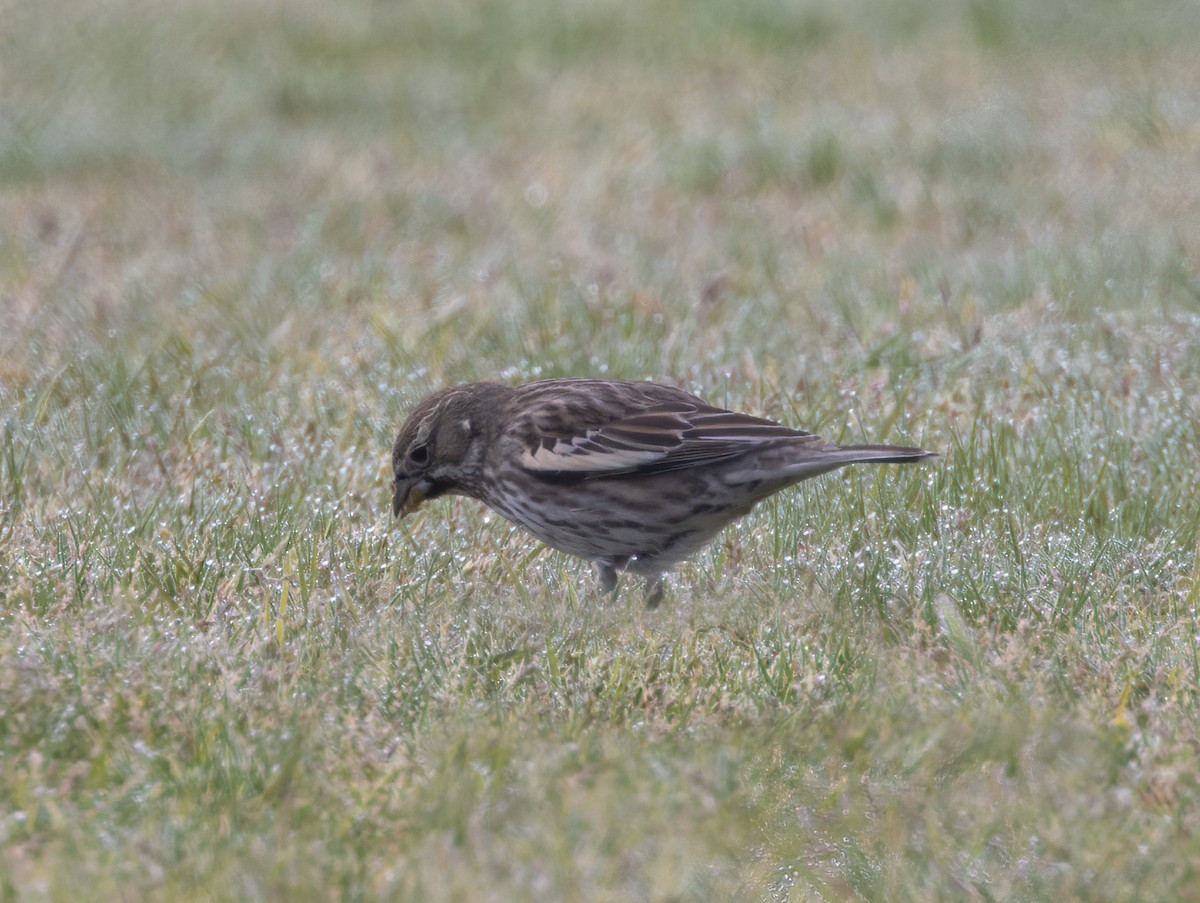 Lark Bunting - ML631769864