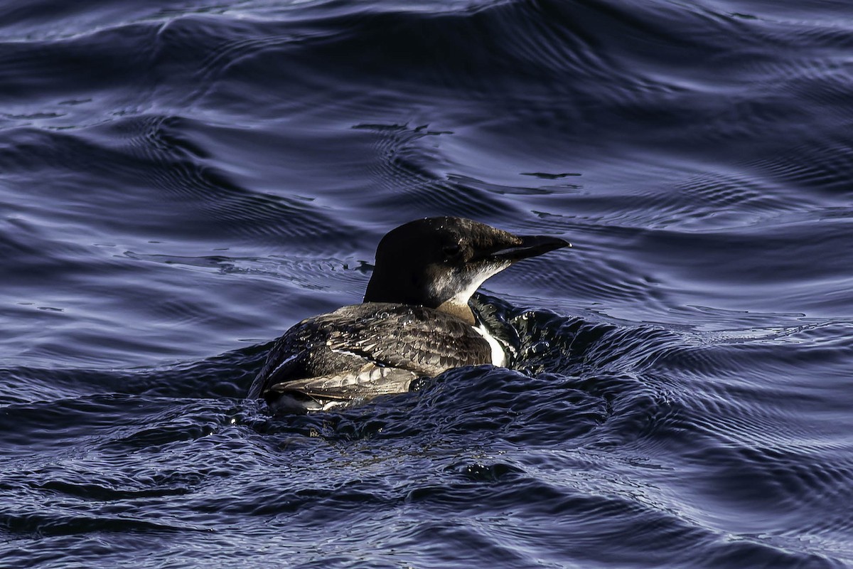 Dickschnabellumme - ML631769956