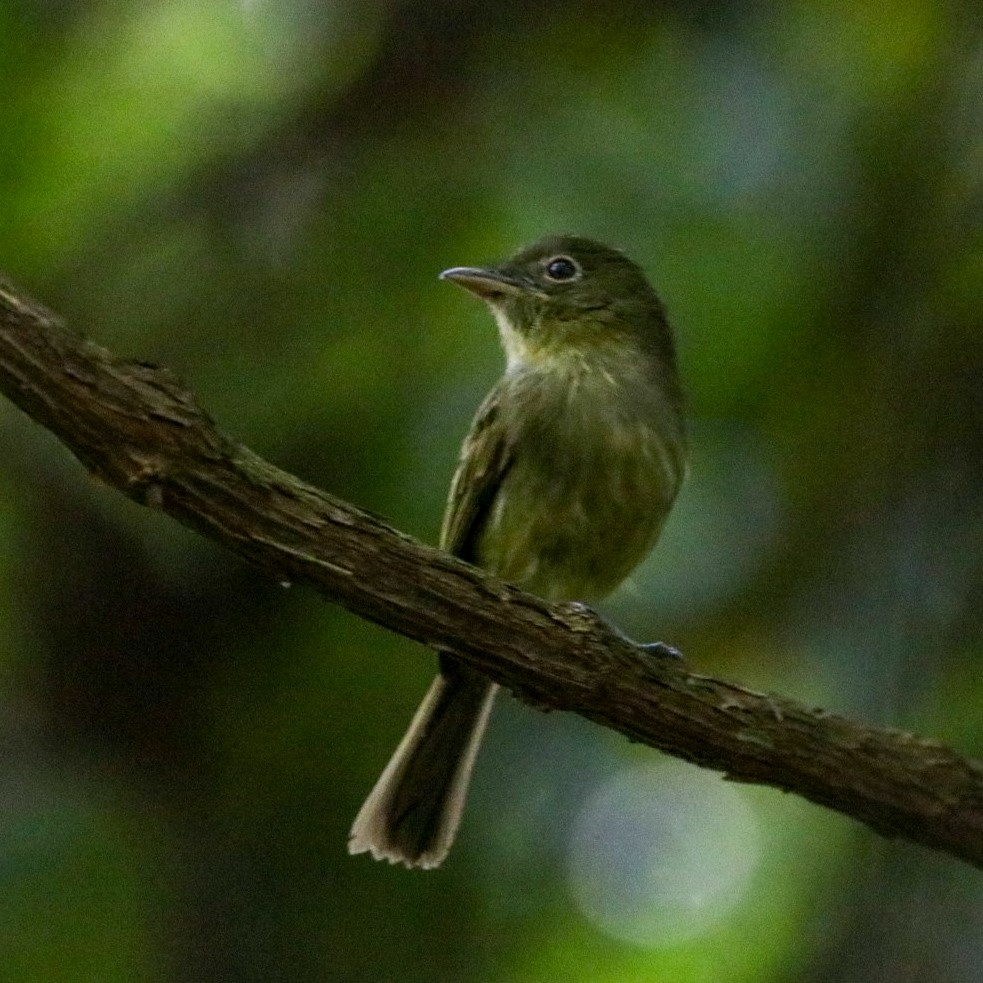 Eastern Olivaceous Flatbill - ML631770063