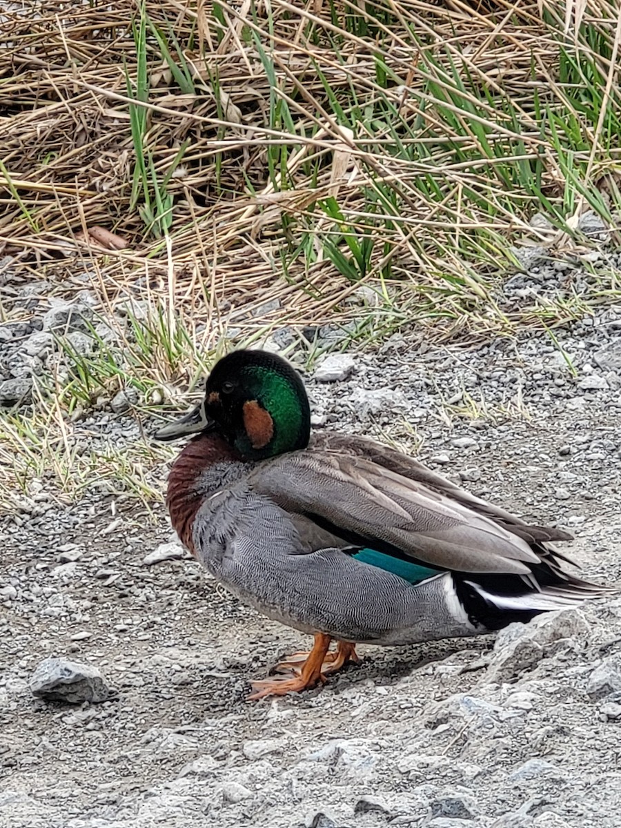 Mallard x Green-winged Teal (hybrid) - ML631770468