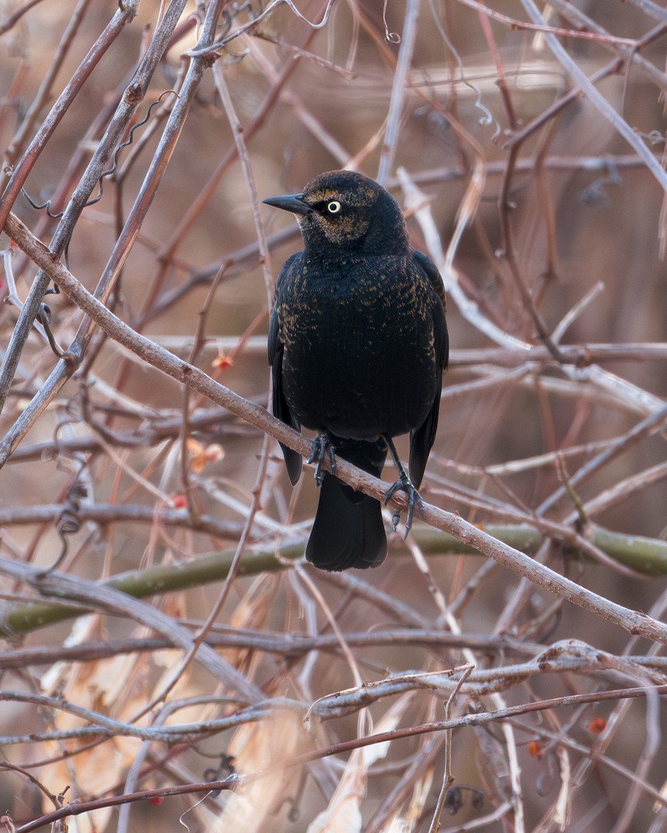 Rusty Blackbird - ML631770506