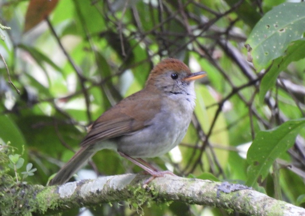 Ruddy-capped Nightingale-Thrush - ML631770546