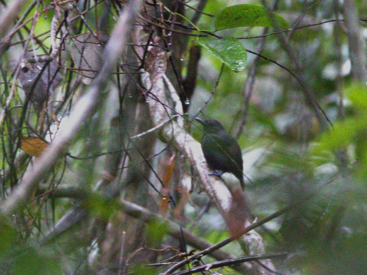 Plumbeous Antvireo - ML631770553