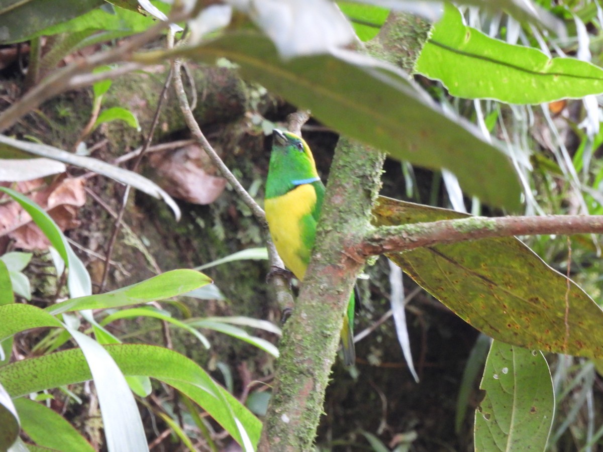 Golden-browed Chlorophonia - ML631770554