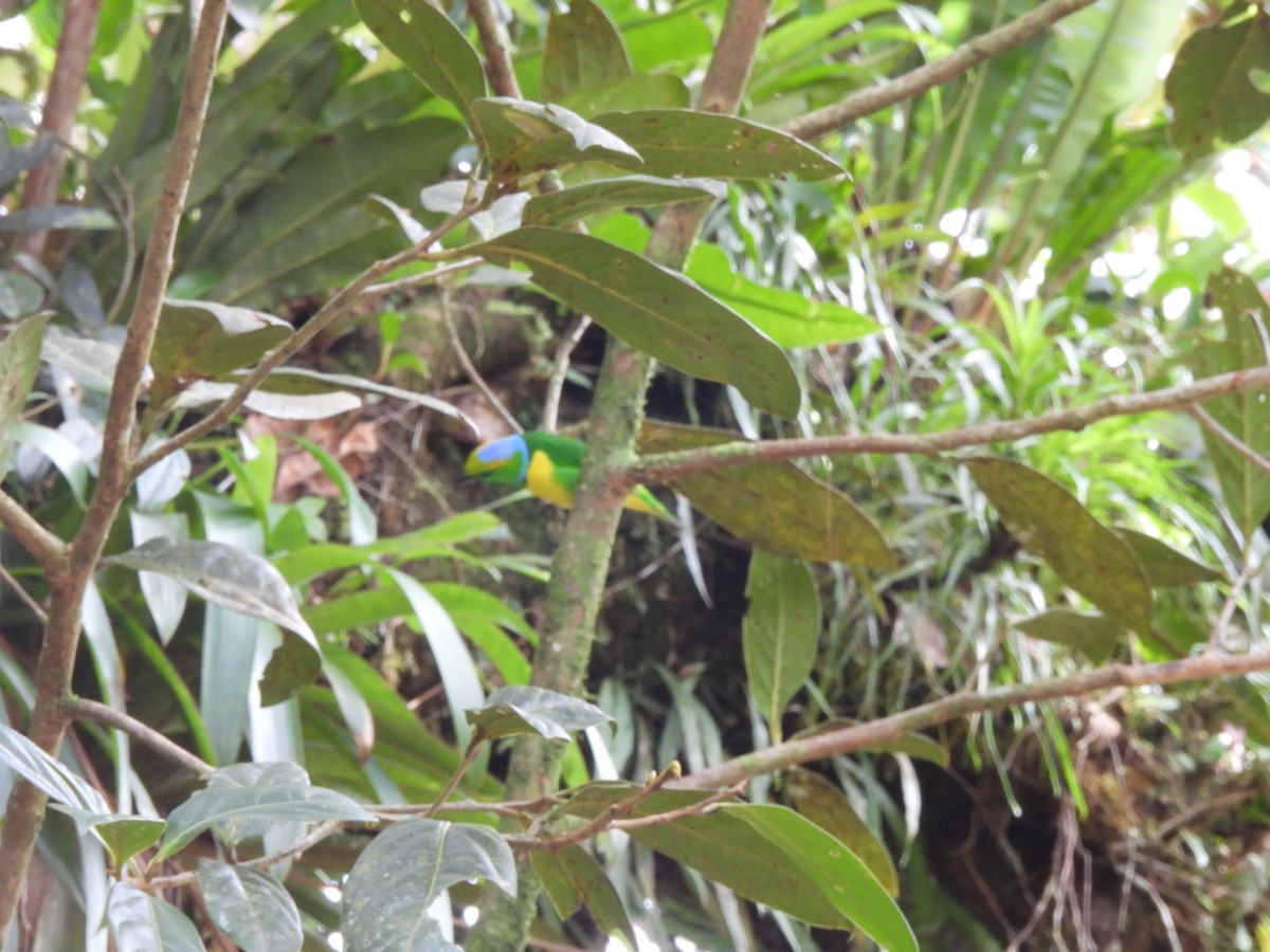 Golden-browed Chlorophonia - ML631770555